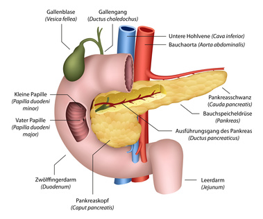 Schema Bauchspeicheldrüse